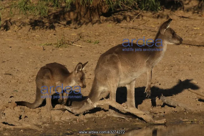 : Eastern Grey Kangaroo mother and Joey in late afternoon : Eastern Grey Kangaroo mother and Joey in late afternoon