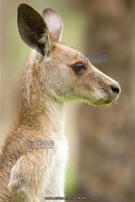 : Eastern Grey Kangaroo - side portrait of an adult : Eastern Grey Kangaroo - side portrait of an adult