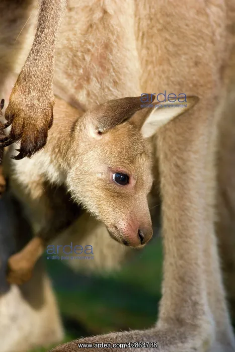 : Eastern Grey Kangaroo - portrait of a cute joey : Eastern Grey Kangaroo - portrait of a cute joey