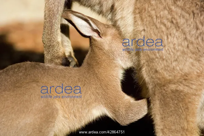 : Eastern Grey Kangaroo - portrait of a cute joey : Eastern Grey Kangaroo - portrait of a cute joey
