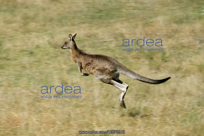 : Eastern Grey Kangaroo - Running : Eastern Grey Kangaroo - Running
