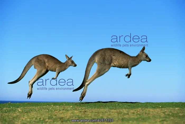 : Eastern Grey Kangaroo - Running : Eastern Grey Kangaroo - Running
