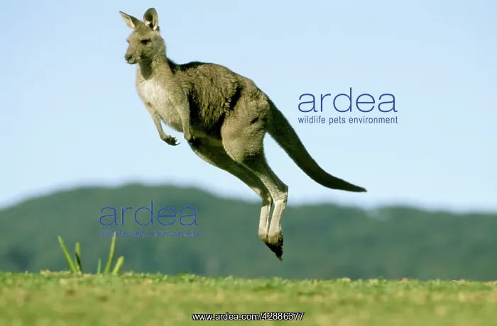  : Eastern Grey Kangaroo - Running