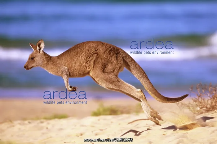  : Eastern Grey Kangaroo - running on beach
