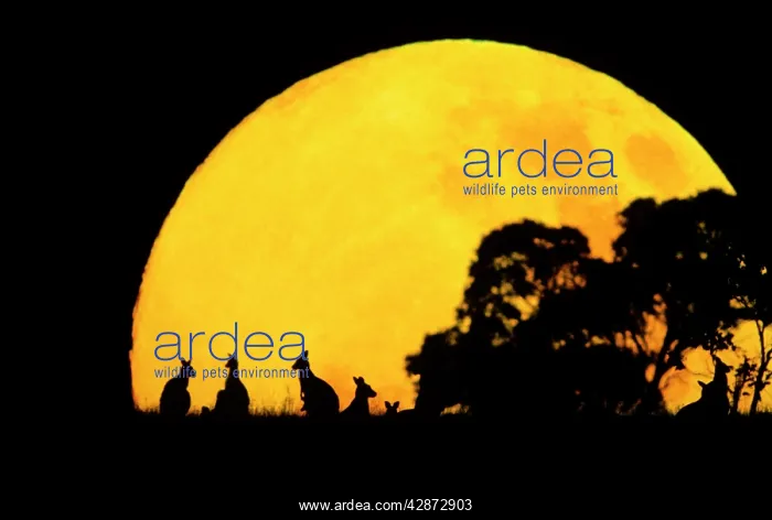 : Eastern Grey Kangaroo - Small group silhouetted : Eastern Grey Kangaroo - Small group silhouetted