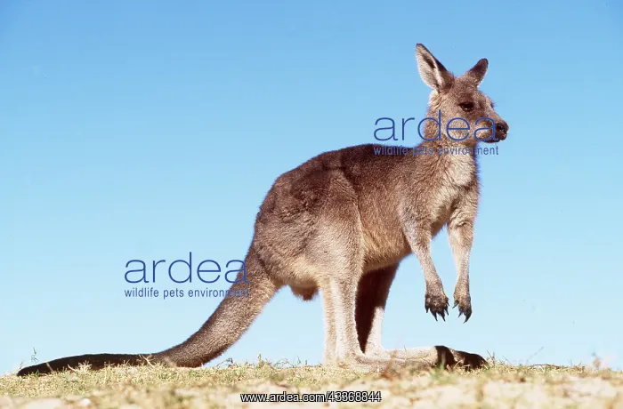 : EASTERN GREY KANGAROO - standing against blue sky : EASTERN GREY KANGAROO - standing against blue sky