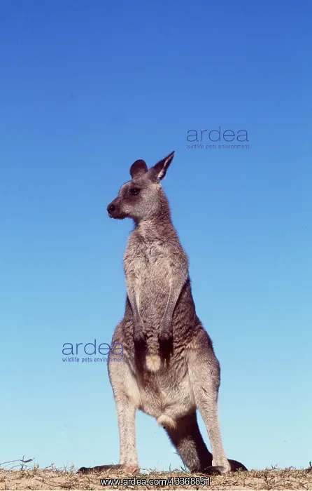 : EASTERN GREY KANGAROO - standing against blue sky : EASTERN GREY KANGAROO - standing against blue sky