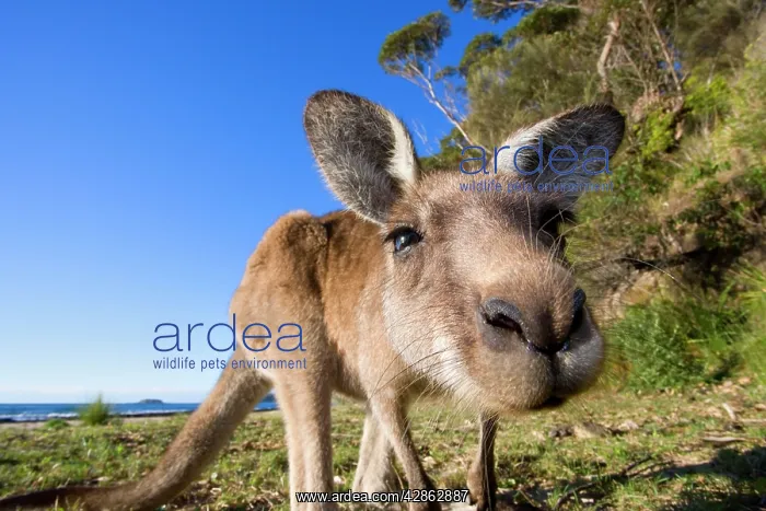 : Eastern Grey Kangaroo - super wide angle shot of : Eastern Grey Kangaroo - super wide angle shot of