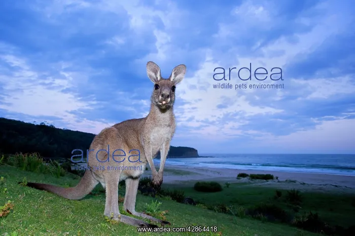 : Eastern Grey Kangaroo - wide angle shot, sticking tongue out : Eastern Grey Kangaroo - wide angle shot, sticking tongue out