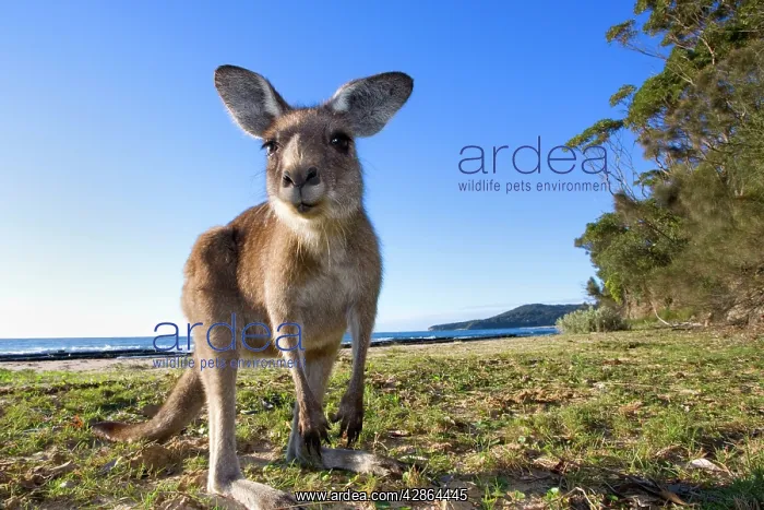 : Eastern Grey Kangaroo - wide angle shot of an adult : Eastern Grey Kangaroo - wide angle shot of an adult