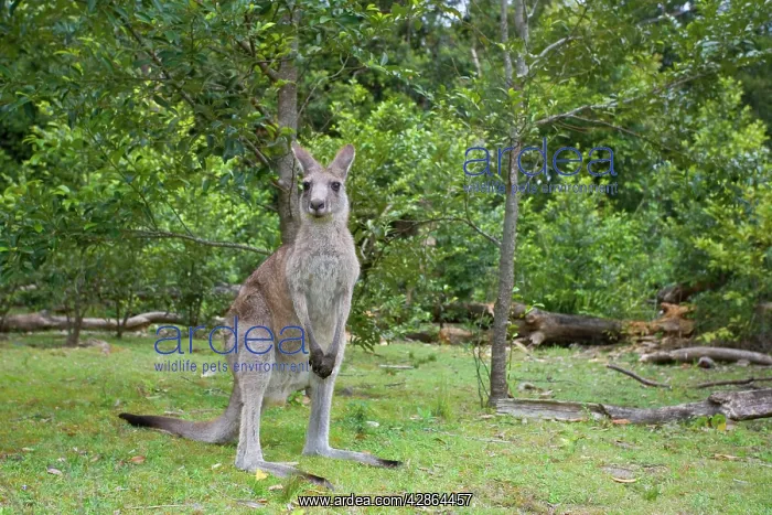 : Eastern Grey Kangaroo - wide angle shot of an adult : Eastern Grey Kangaroo - wide angle shot of an adult