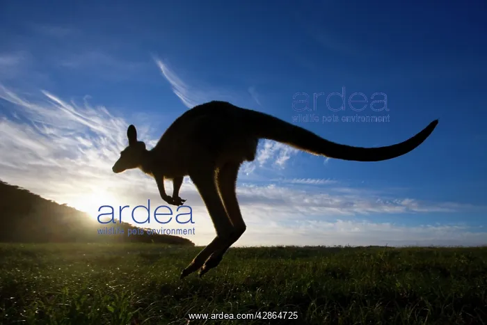 : Eastern Grey Kangaroo - wide angle shot of an adult : Eastern Grey Kangaroo - wide angle shot of an adult