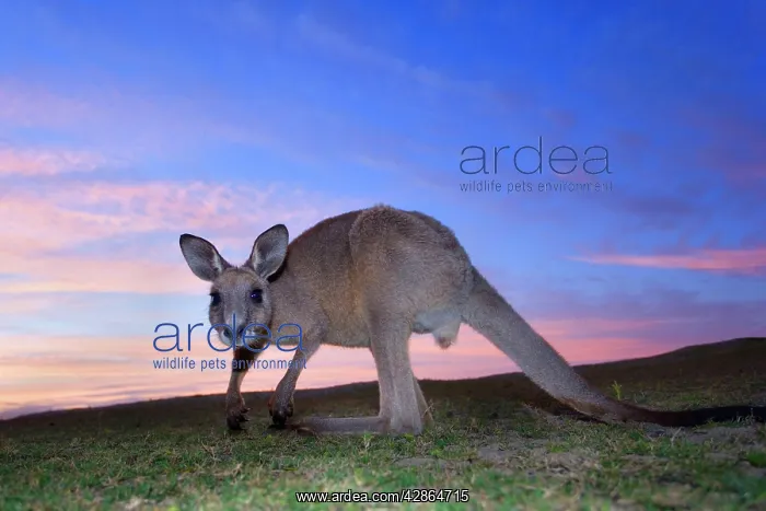 : Eastern Grey Kangaroo - wide angle shot of an adult grazing : Eastern Grey Kangaroo - wide angle shot of an adult grazing