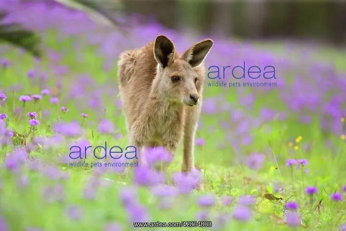  : Eastern Grey Kangaroo - young adult grazing in