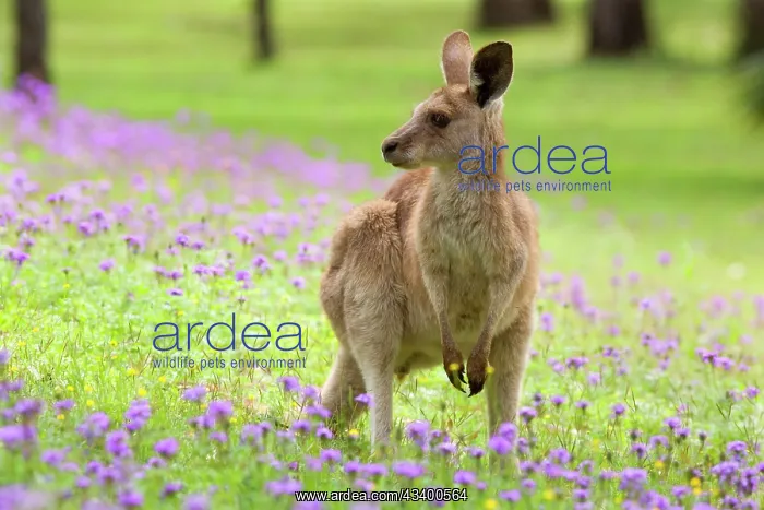 : Eastern Grey Kangaroo - young adult sitting on : Eastern Grey Kangaroo - young adult sitting on