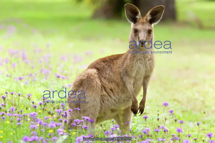 : Eastern Grey Kangaroo - young adult standing on : Eastern Grey Kangaroo - young adult standing on