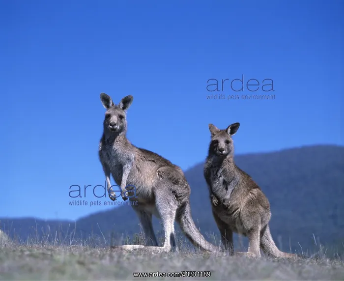 : Eastern Grey Kangaroos : Eastern Grey Kangaroos