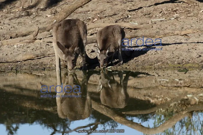 : Eastern Grey Kangaroos drinking A4068 : Eastern Grey Kangaroos drinking A4068