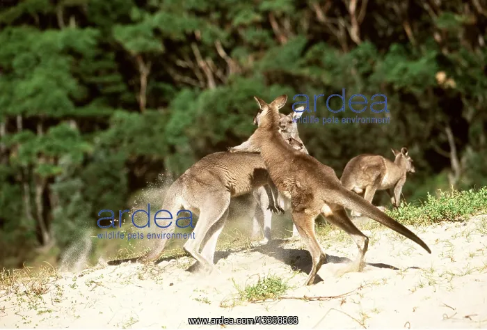 : EASTERN GREY KANGAROOS - fighting : EASTERN GREY KANGAROOS - fighting