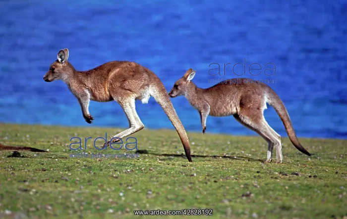 : Eastern Grey Kangaroos - Hopping across grassland : Eastern Grey Kangaroos - Hopping across grassland