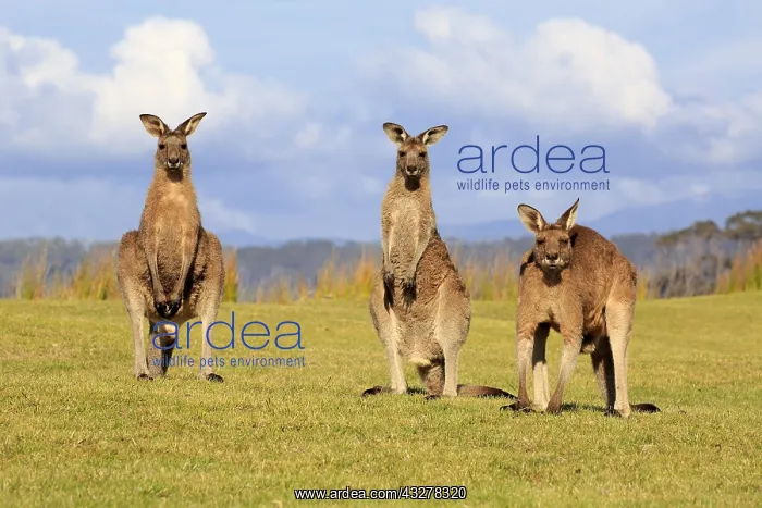 : Eastern grey kangaroos (Macropus giganteus), animal : Eastern grey kangaroos (Macropus giganteus), animal