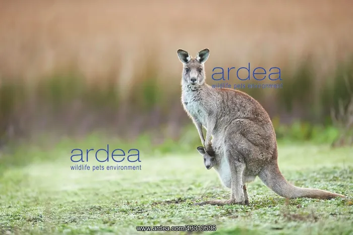 : Eastern grey kangaroos (Macropus giganteus) with : Eastern grey kangaroos (Macropus giganteus) with