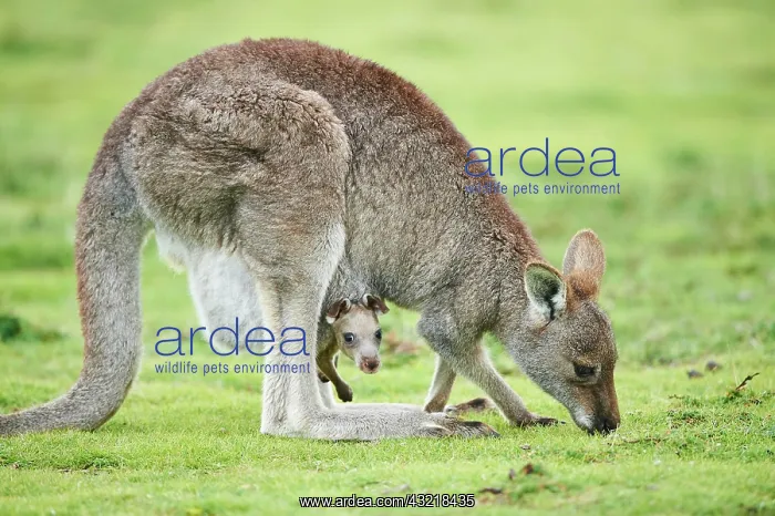 : Eastern grey kangaroos (Macropus giganteus), adult : Eastern grey kangaroos (Macropus giganteus), adult