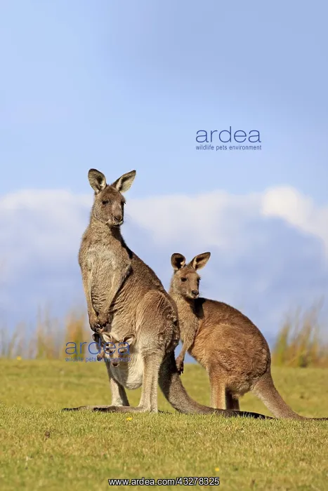  : Eastern grey kangaroos (Macropus giganteus), group