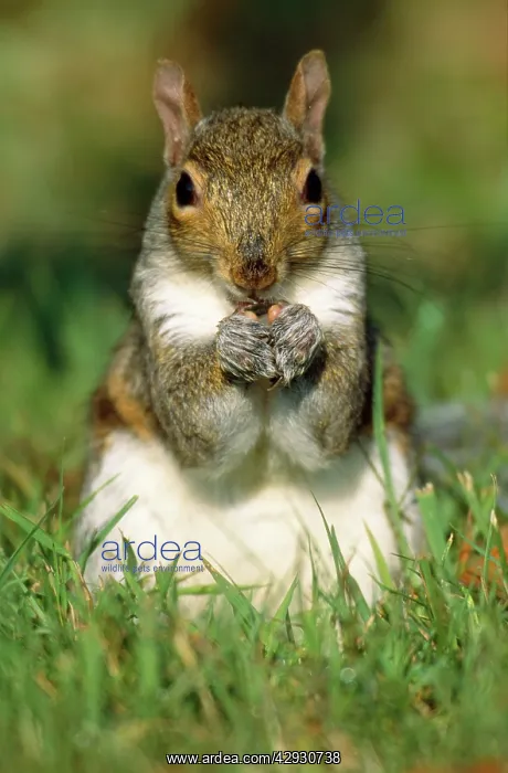: Eastern Grey Squirrel : Eastern Grey Squirrel