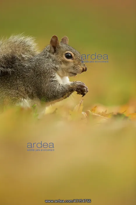 : Eastern Grey Squirrel : Eastern Grey Squirrel