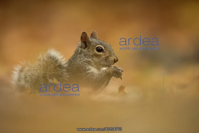 : Eastern Grey Squirrel : Eastern Grey Squirrel