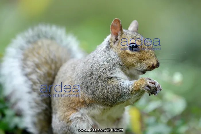  : Eastern Grey Squirrel
