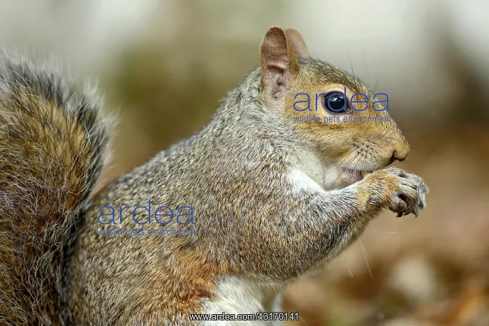 : Eastern Grey Squirrel : Eastern Grey Squirrel