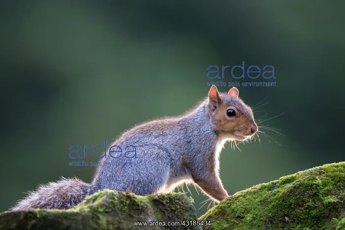: Eastern Grey Squirrel : Eastern Grey Squirrel