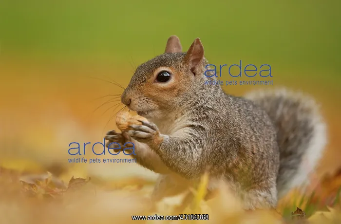  : Eastern Grey Squirrel