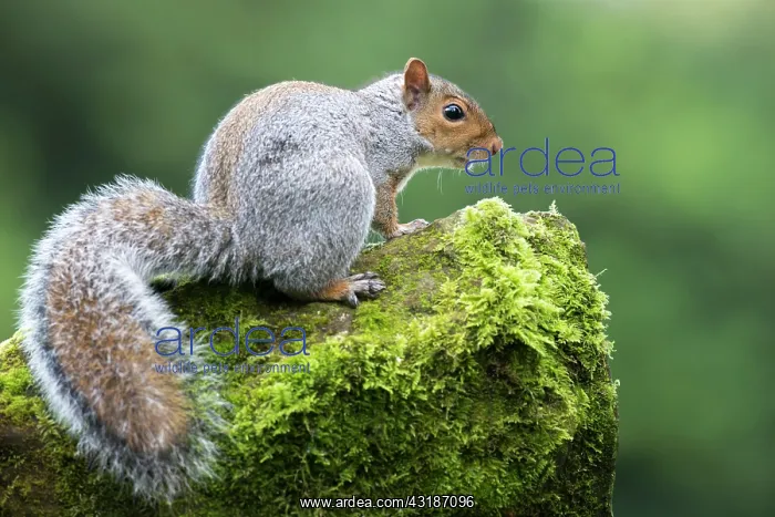 : Eastern Grey Squirrel : Eastern Grey Squirrel