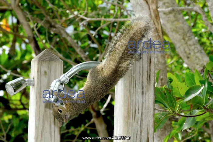 : Eastern Grey Squirrel drinking freshwater from : Eastern Grey Squirrel drinking freshwater from