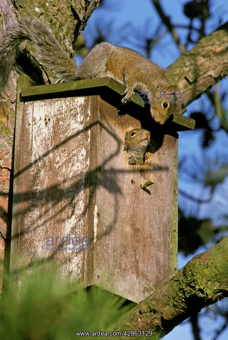  : Eastern Grey SQUIRRELS - mother (on top) with young