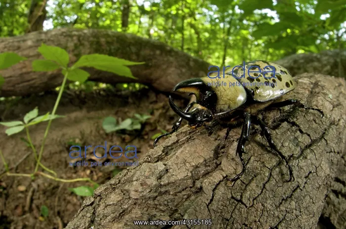 : Eastern Hercules Beetle : Eastern Hercules Beetle