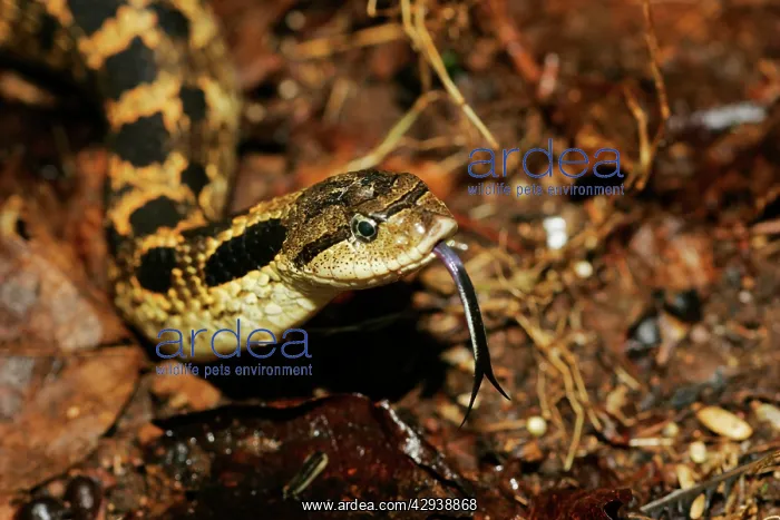 : Eastern Hog-nosed Snake : Eastern Hog-nosed Snake