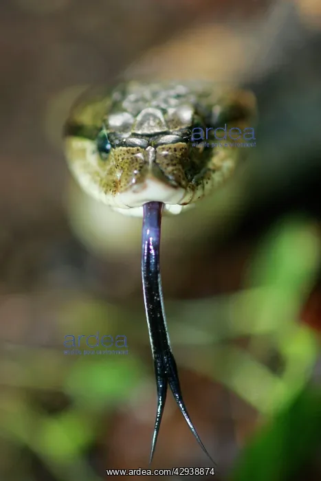: Eastern Hog-nosed Snake : Eastern Hog-nosed Snake