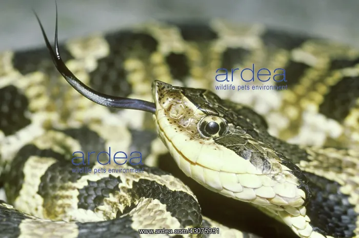 : Eastern Hognose Snake : Eastern Hognose Snake