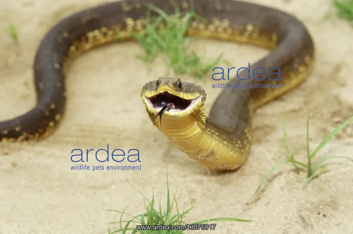 : Eastern Hognose Snake : Eastern Hognose Snake