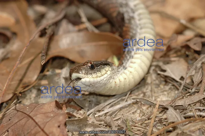 : Eastern Hognose Snake : Eastern Hognose Snake