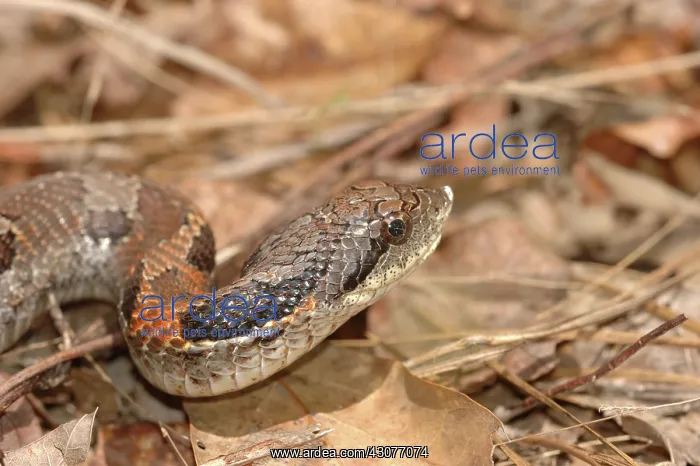 : Eastern Hognose Snake : Eastern Hognose Snake