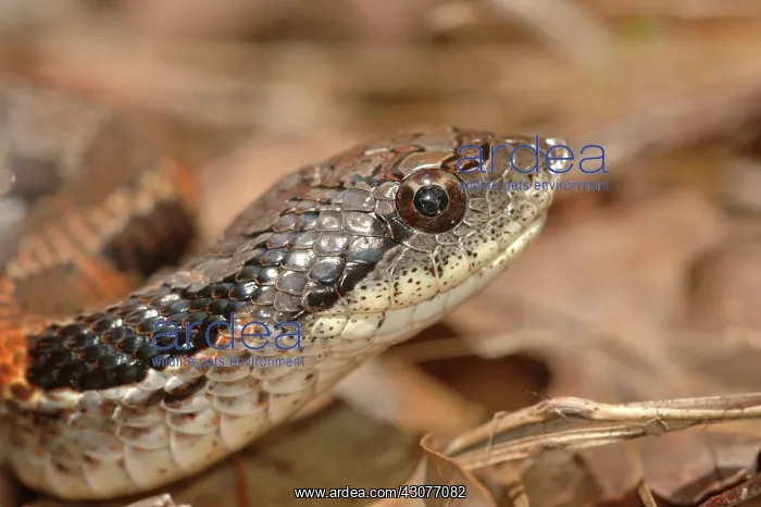 : Eastern Hognose Snake : Eastern Hognose Snake