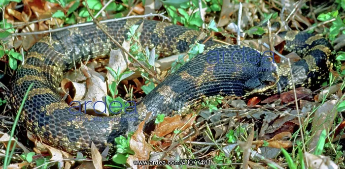 : Eastern Hognose Snake : Eastern Hognose Snake