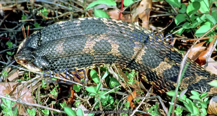 : Eastern Hognose Snake : Eastern Hognose Snake