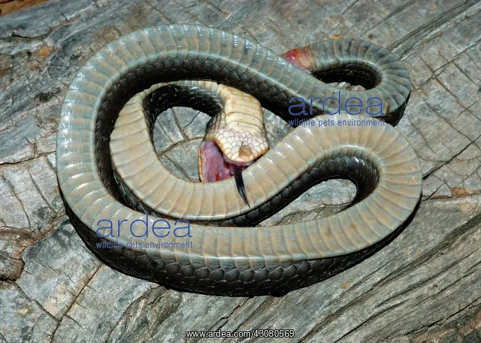 : Eastern Hognose Snake : Eastern Hognose Snake
