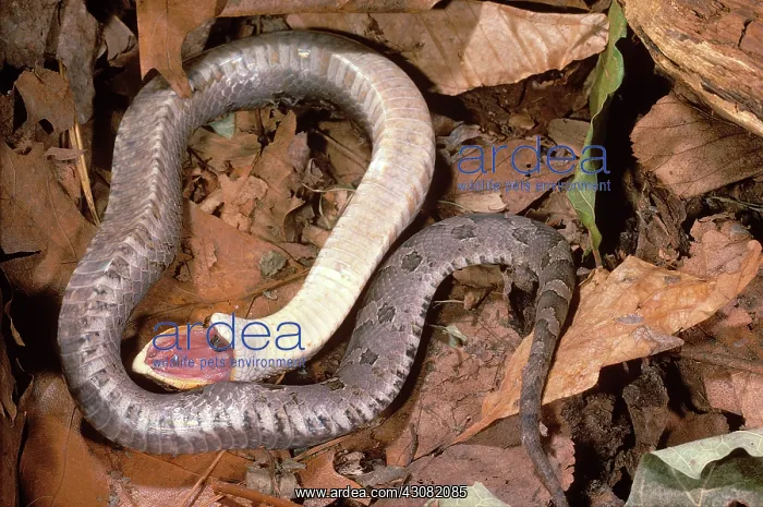 : Eastern Hognose Snake : Eastern Hognose Snake